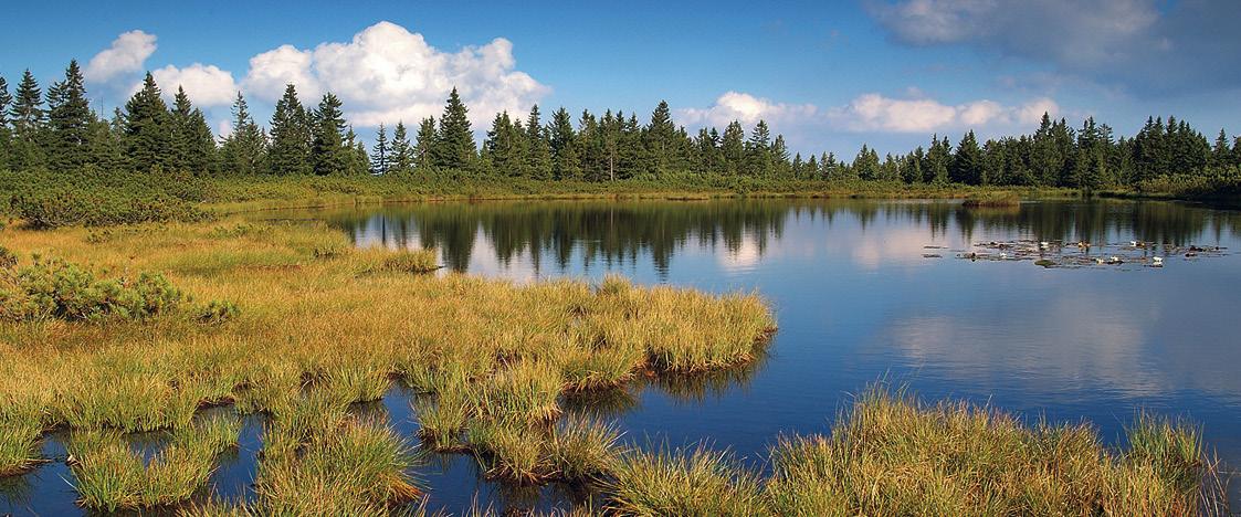 Kategorie-RASELINA-uvodni-foto